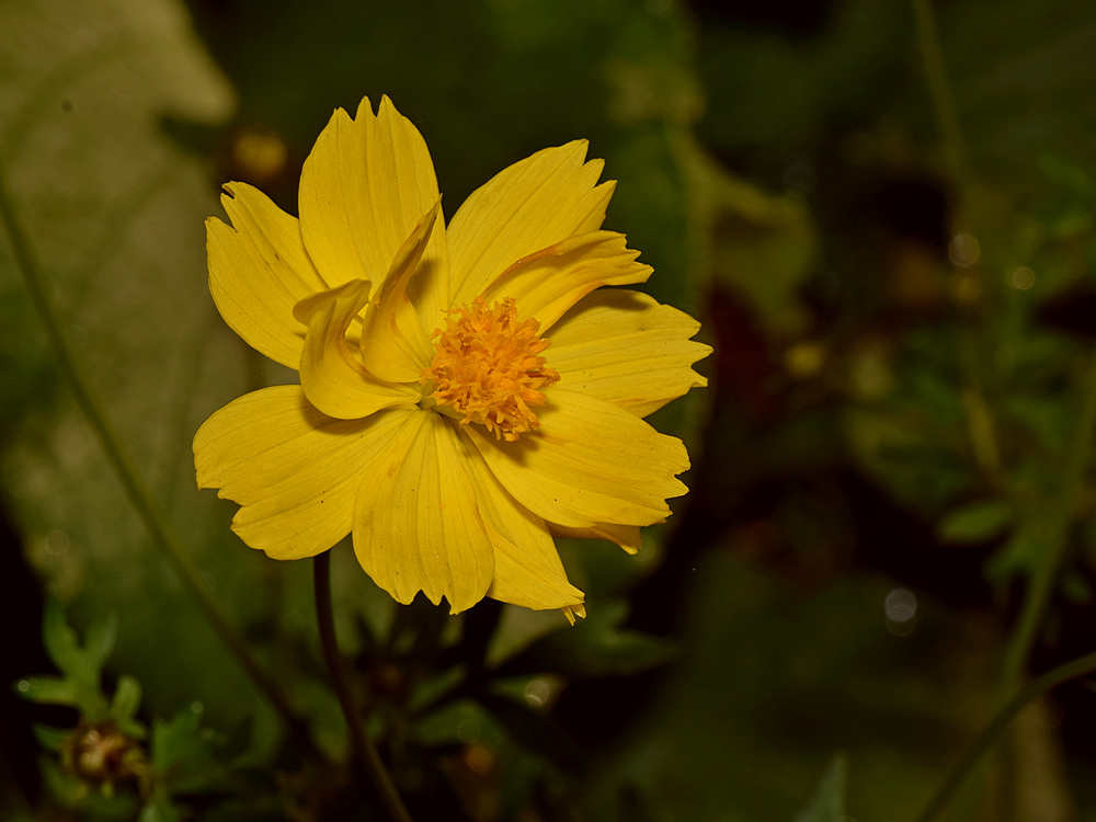 YellowFlower.jpg