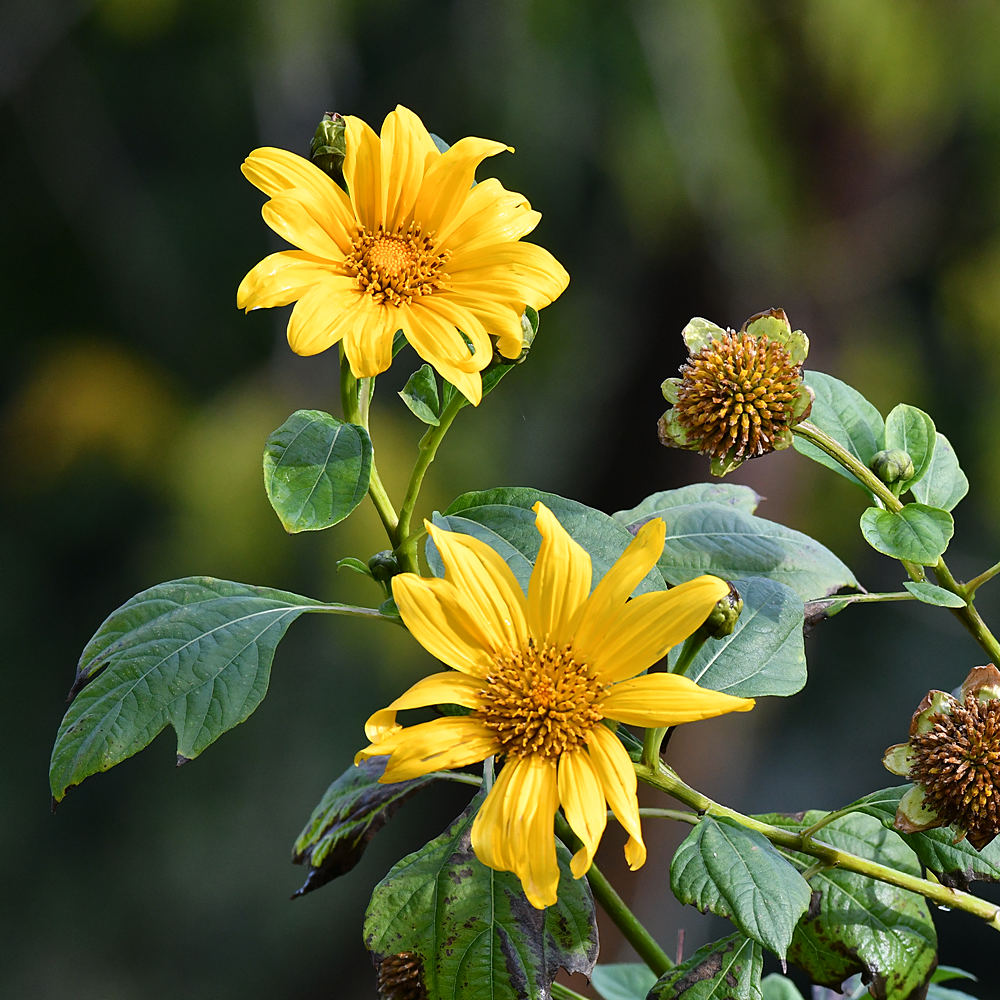 YellowFlower.jpg