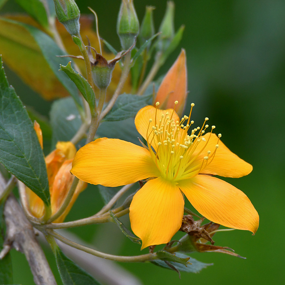 YellowFlower.jpg