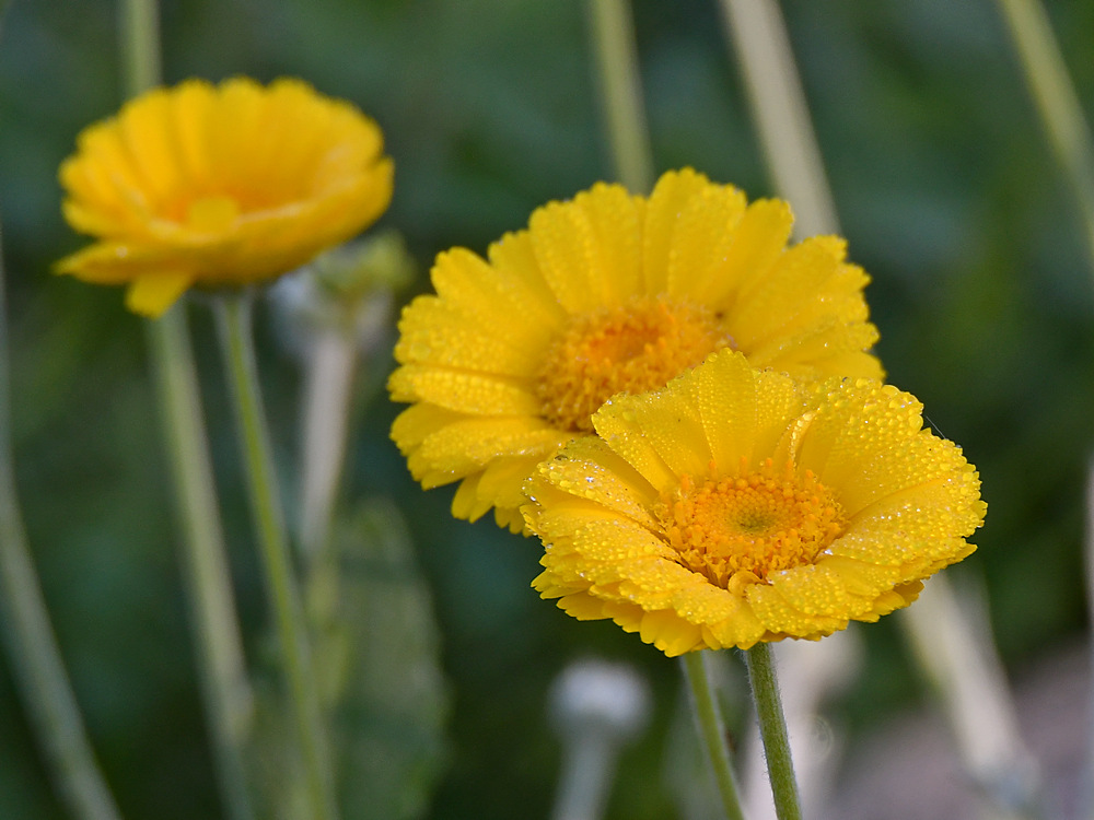 YellowFlower.jpg