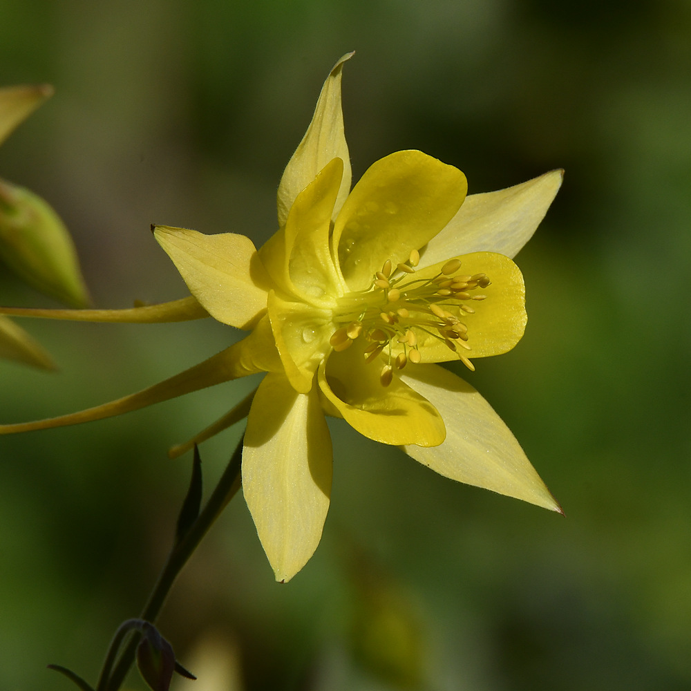 YellowFlower.jpg