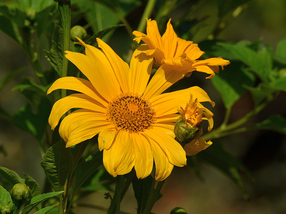 YellowFlower.jpg