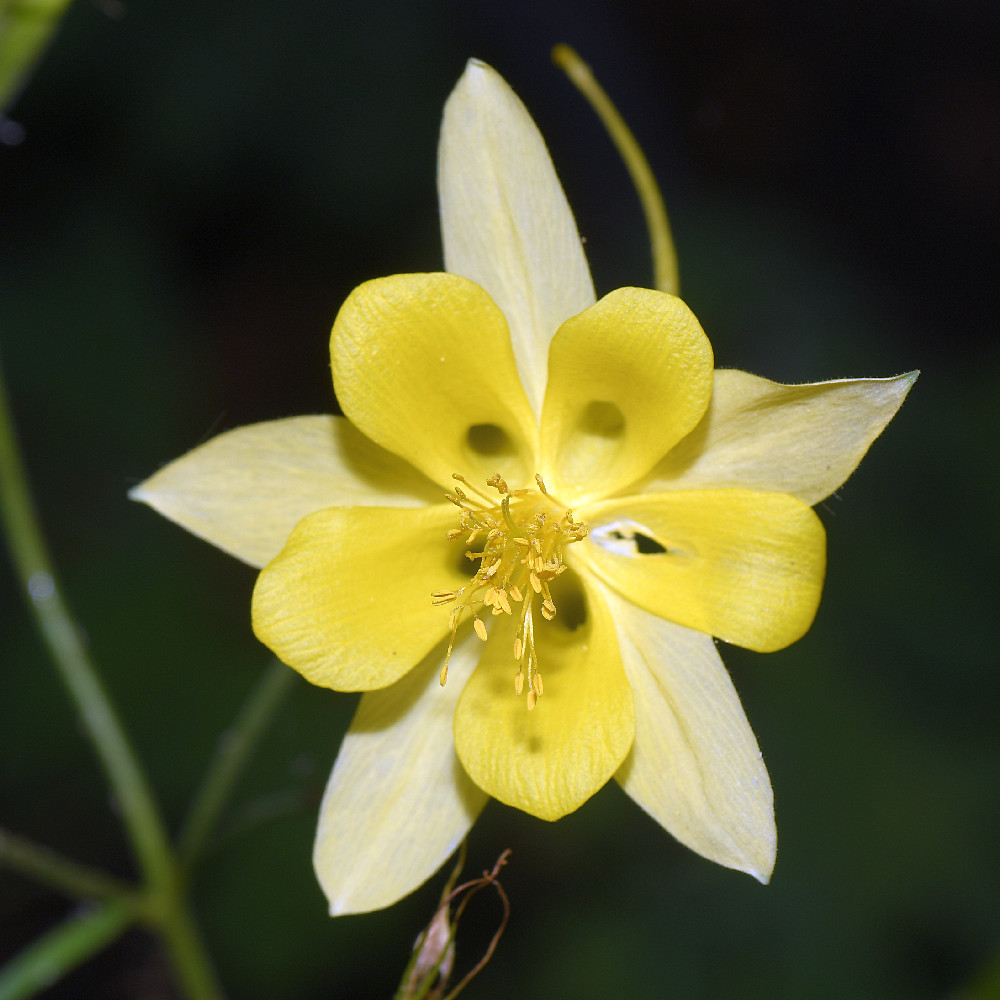YellowFlower.jpg