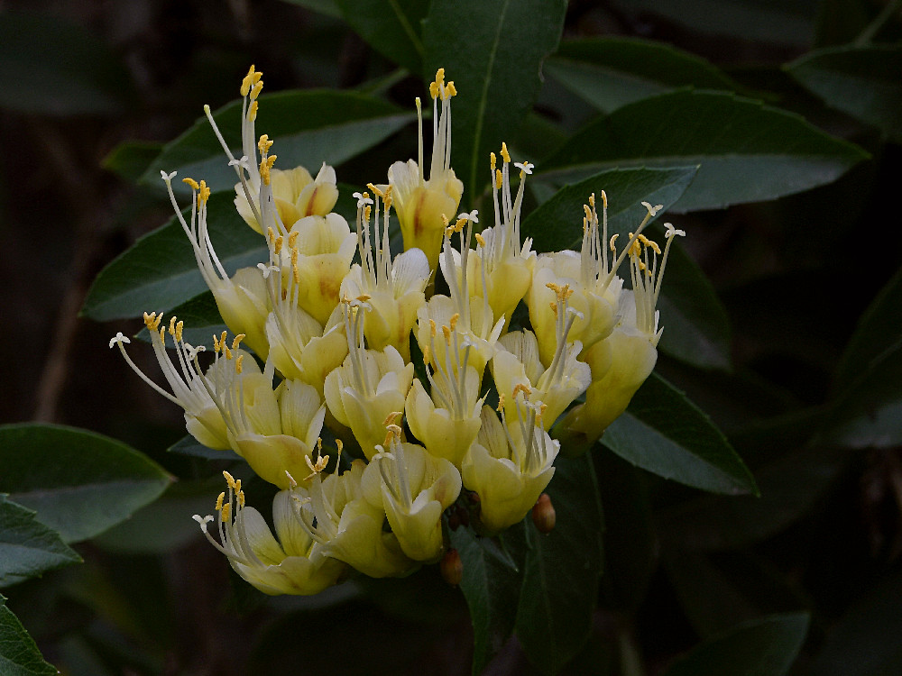 YellowFlower.jpg