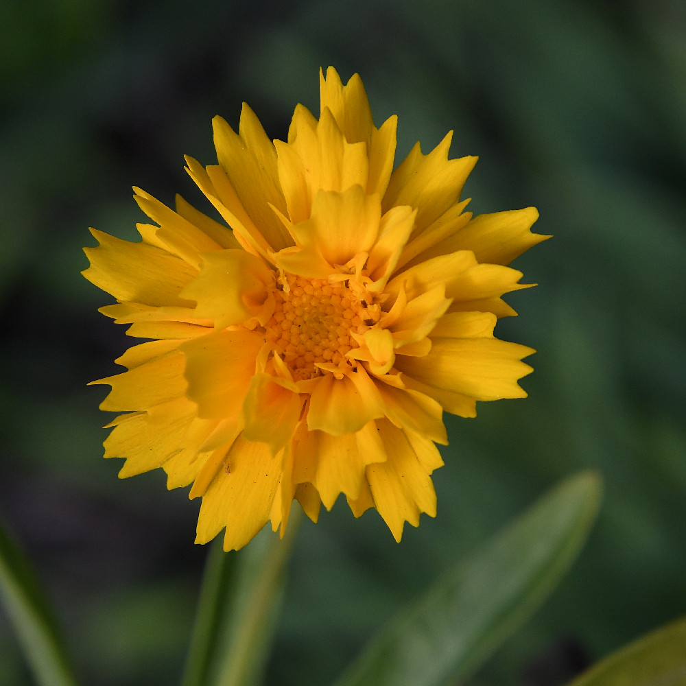 YellowFlower.jpg