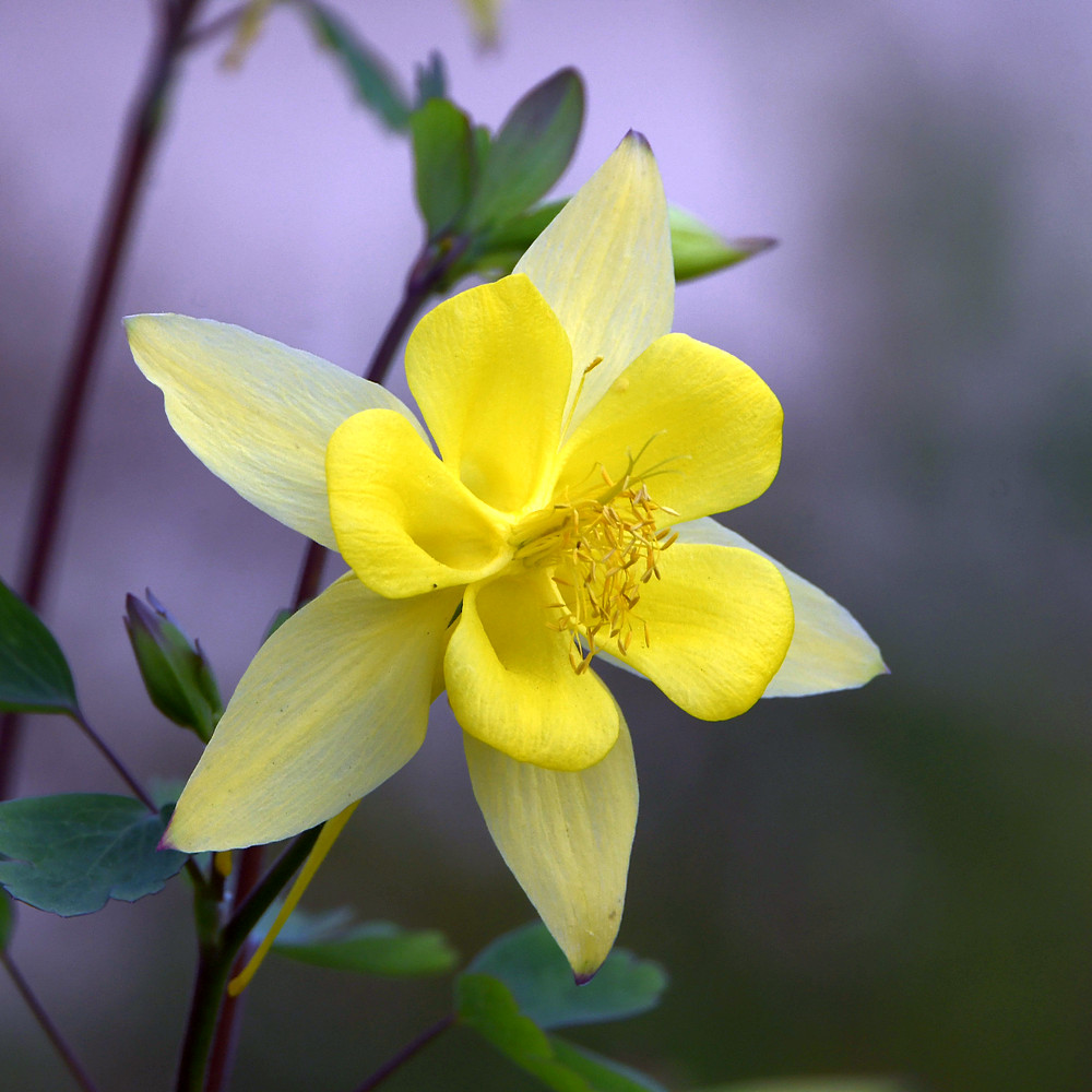 YellowFlower.jpg