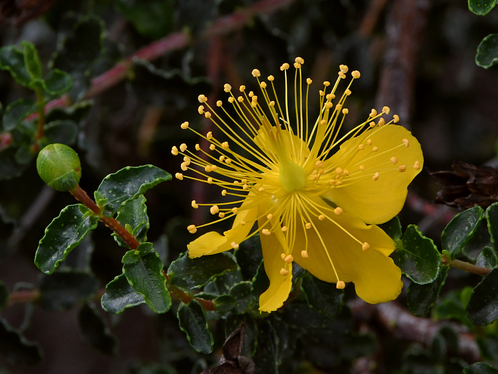 YellowFlower.jpg