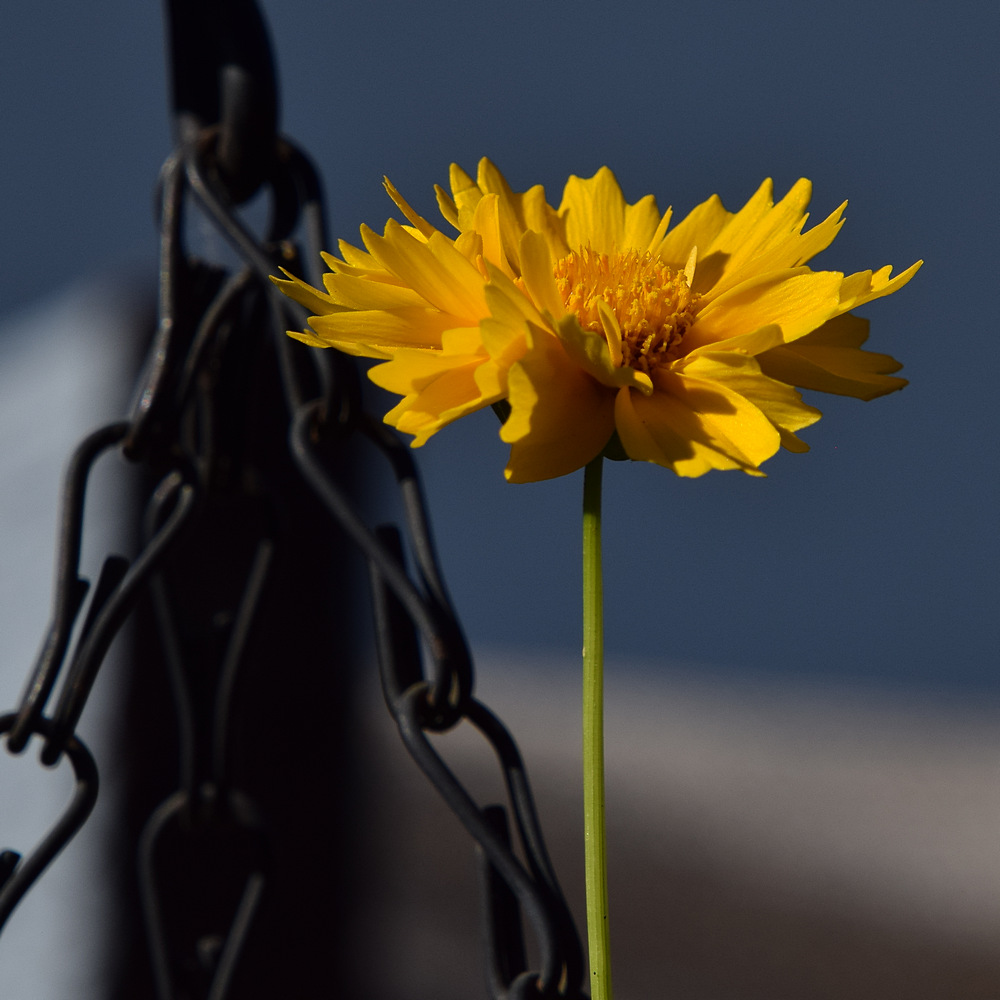 YellowFlower.jpg
