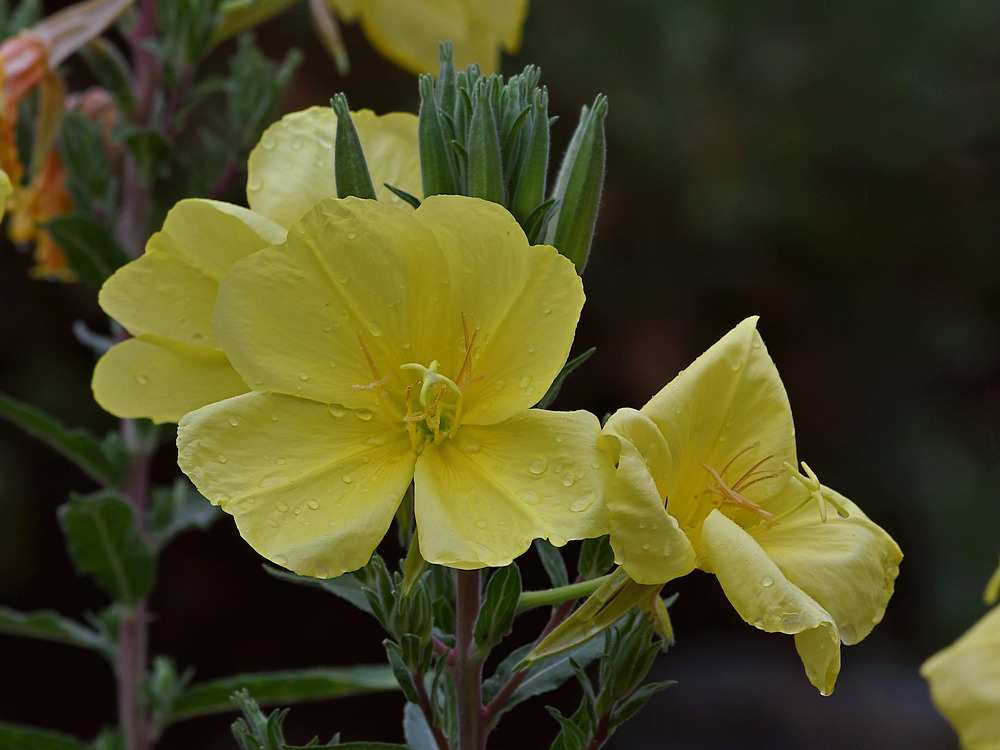 YellowFlower.jpg