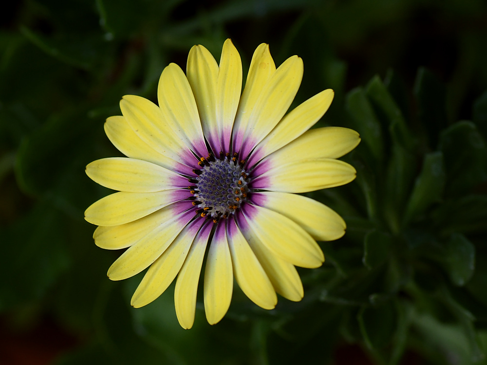 YellowFlower.jpg