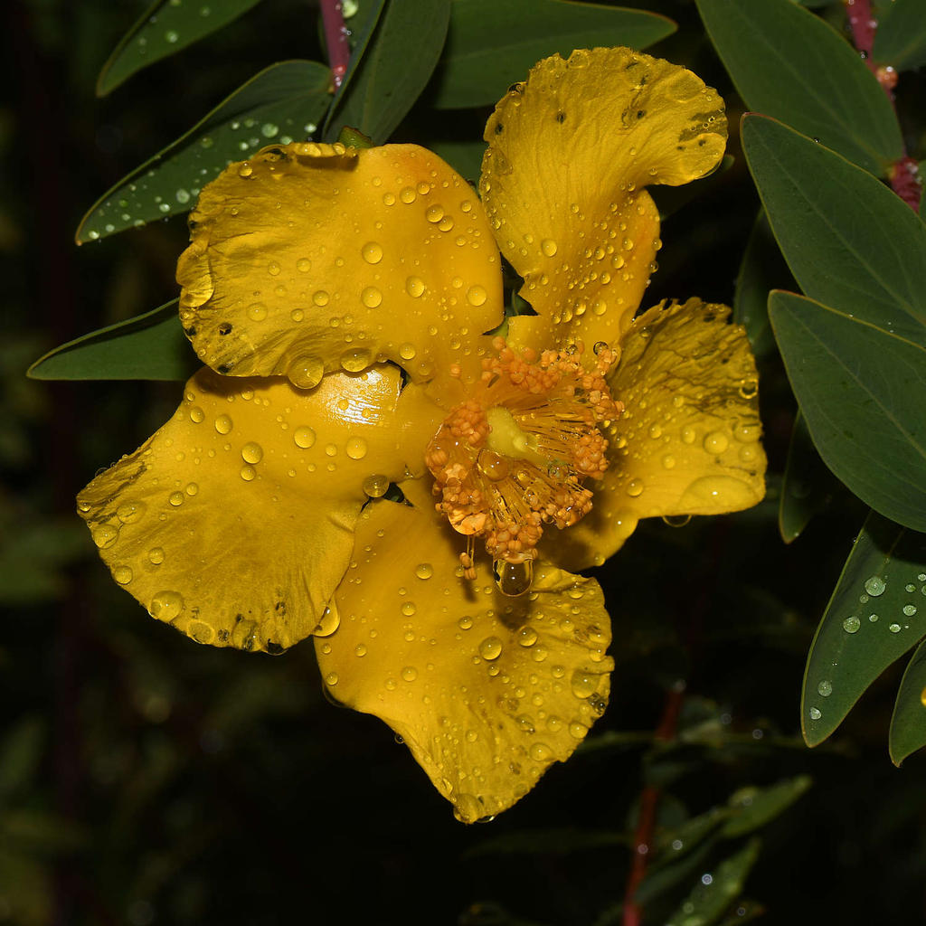 YellowFlower.jpg