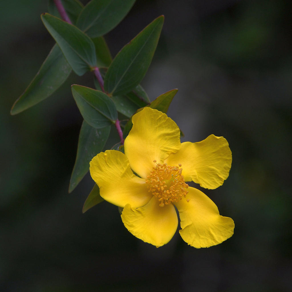 YellowFlower.jpg