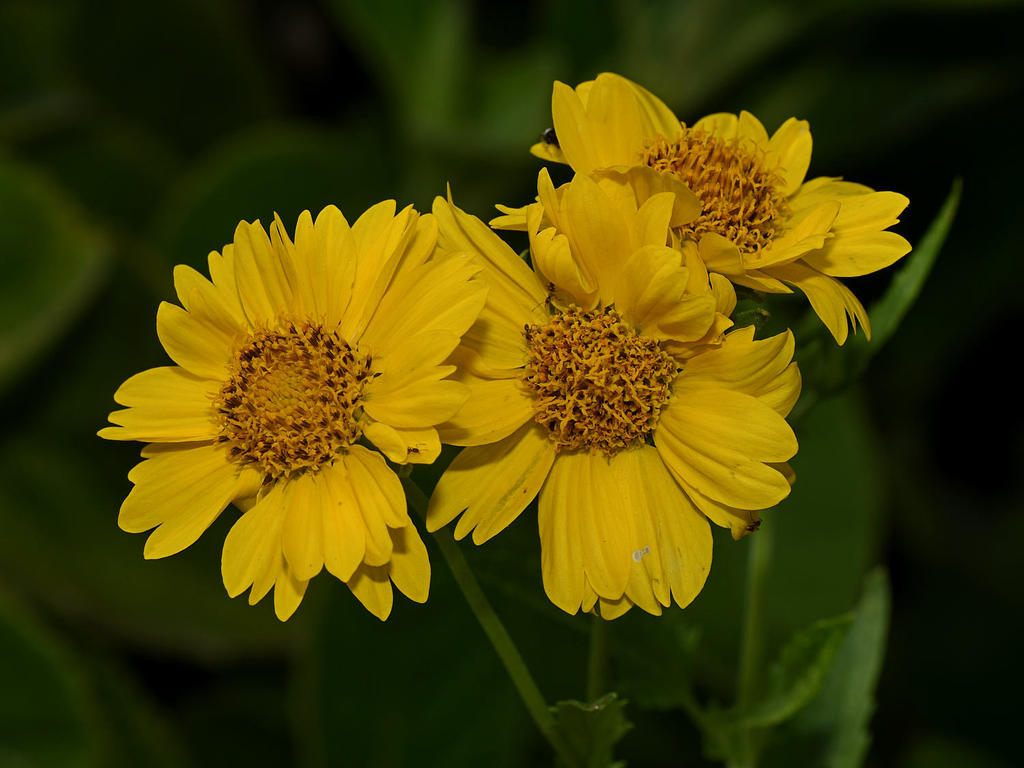 YellowFlower.jpg