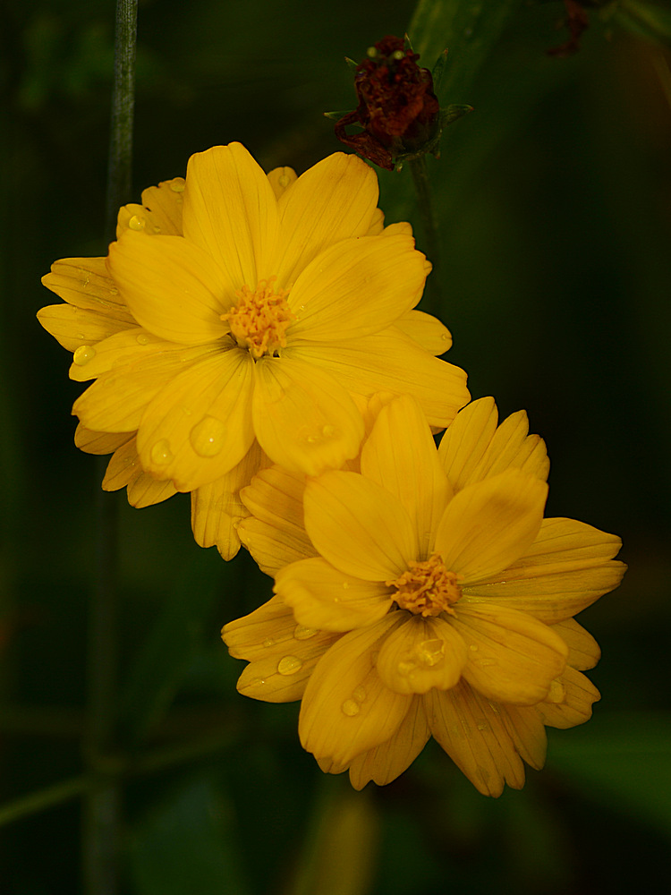YellowFlower.jpg