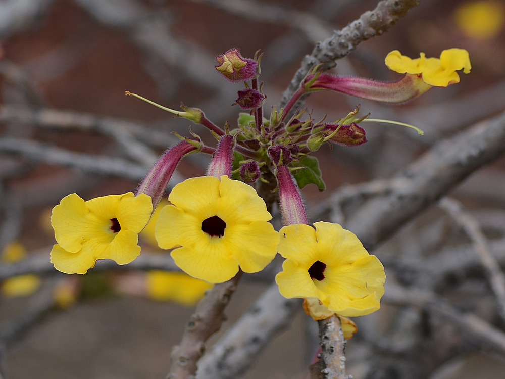 YellowFlower.jpg