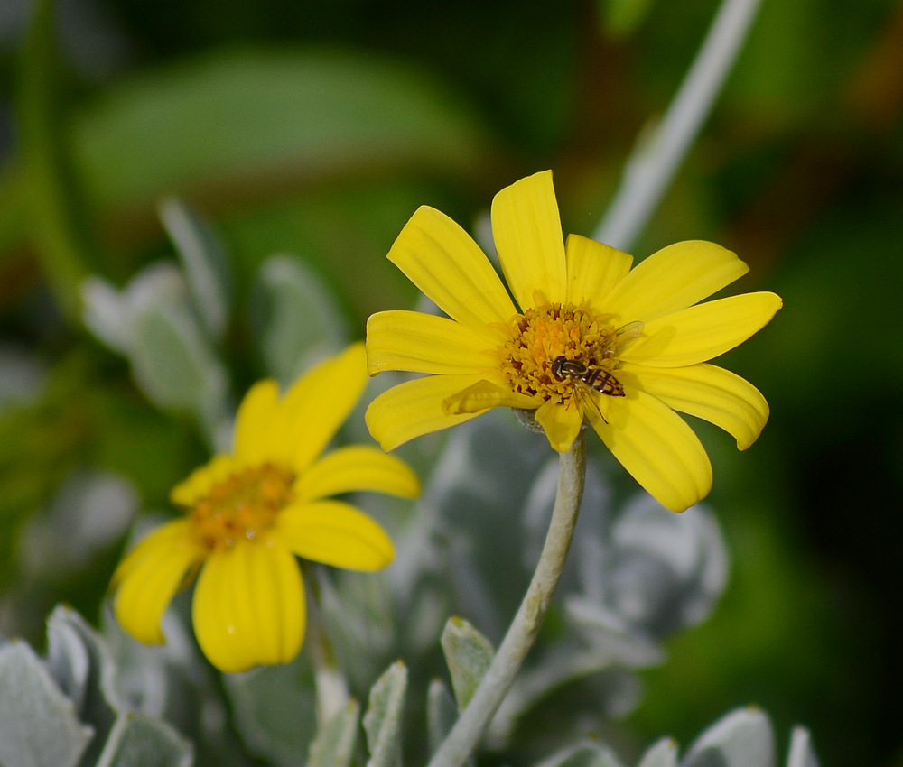 YellowFlower.jpg
