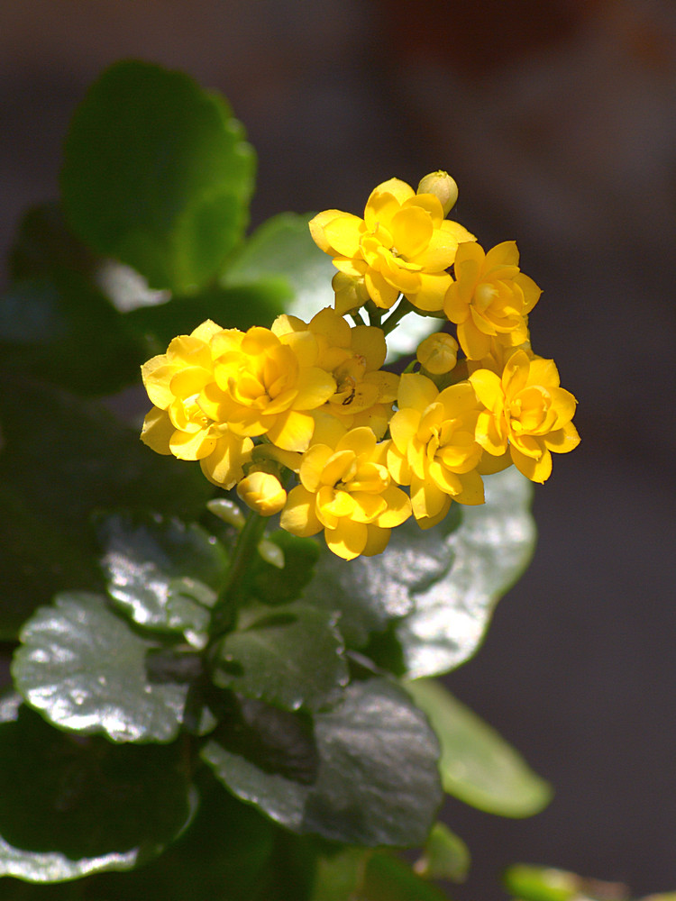 YellowFlower.jpg