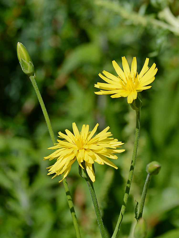 YellowFlower.jpg