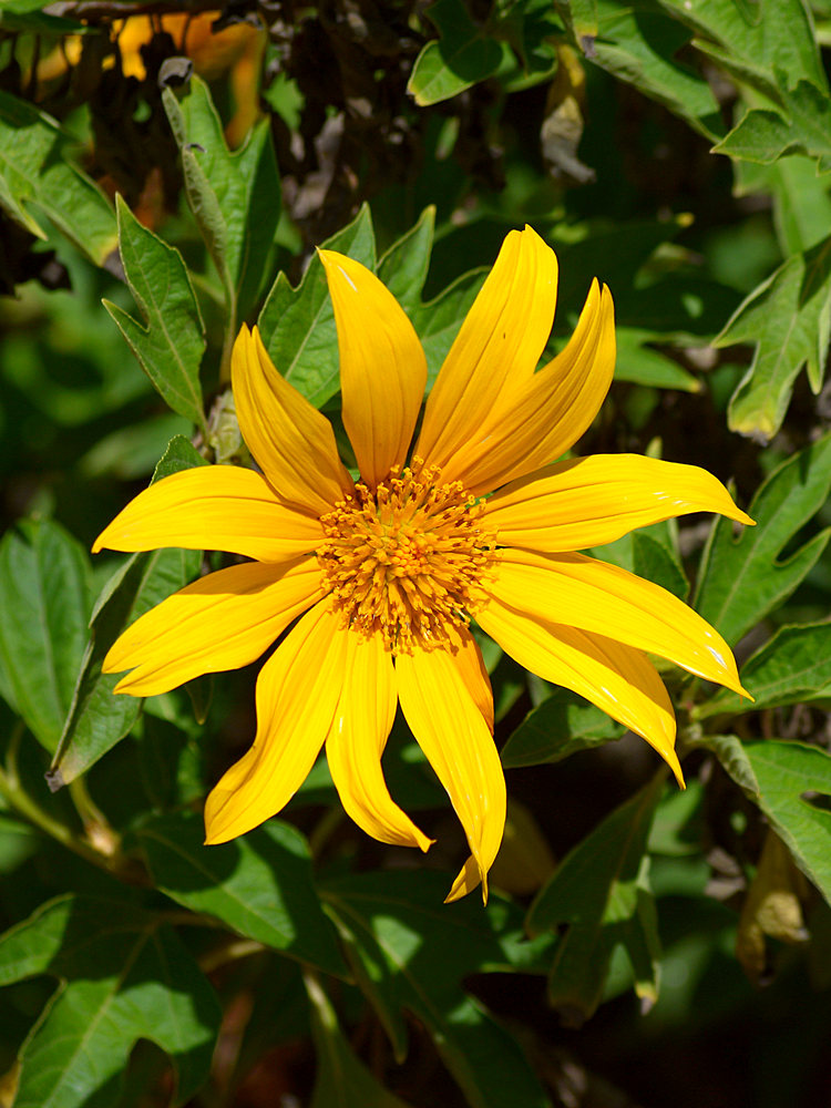 YellowFlower.jpg