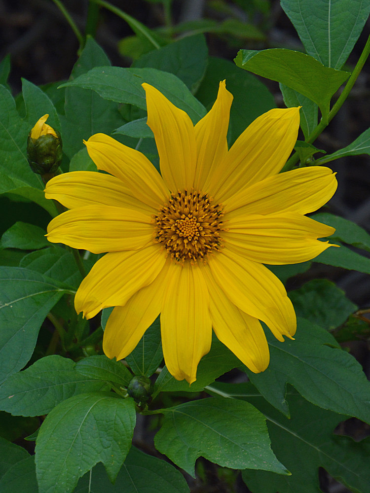 YellowFlower2.jpg