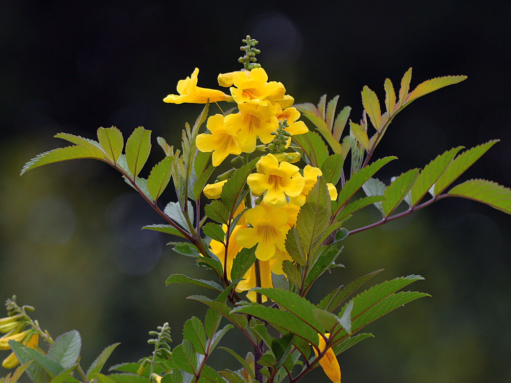 YellowFlower2.jpg