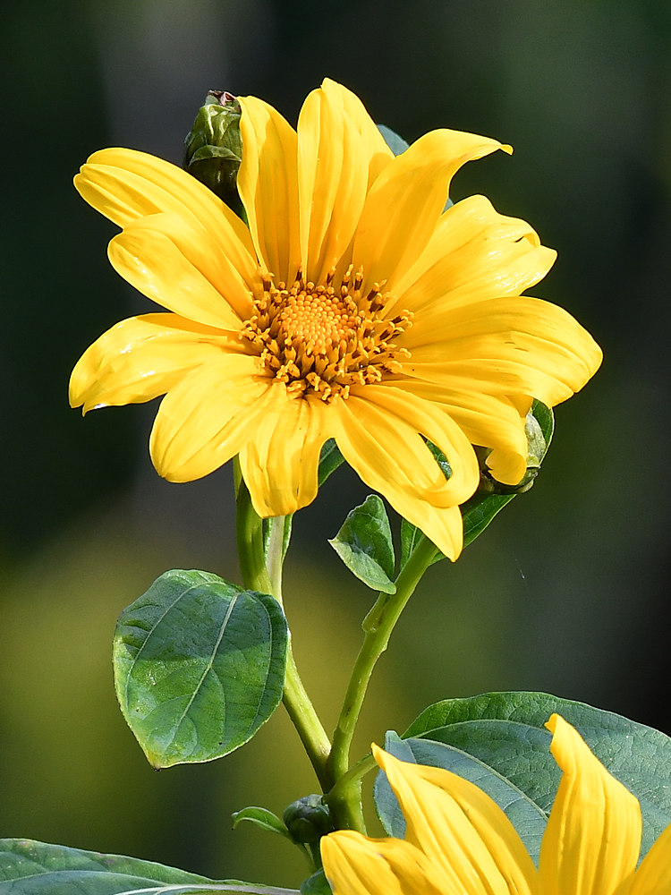 YellowFlower2.jpg
