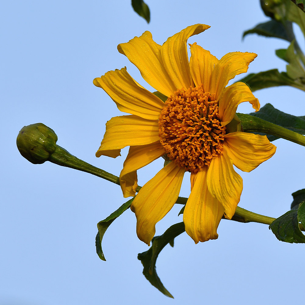 YellowFlower2.jpg