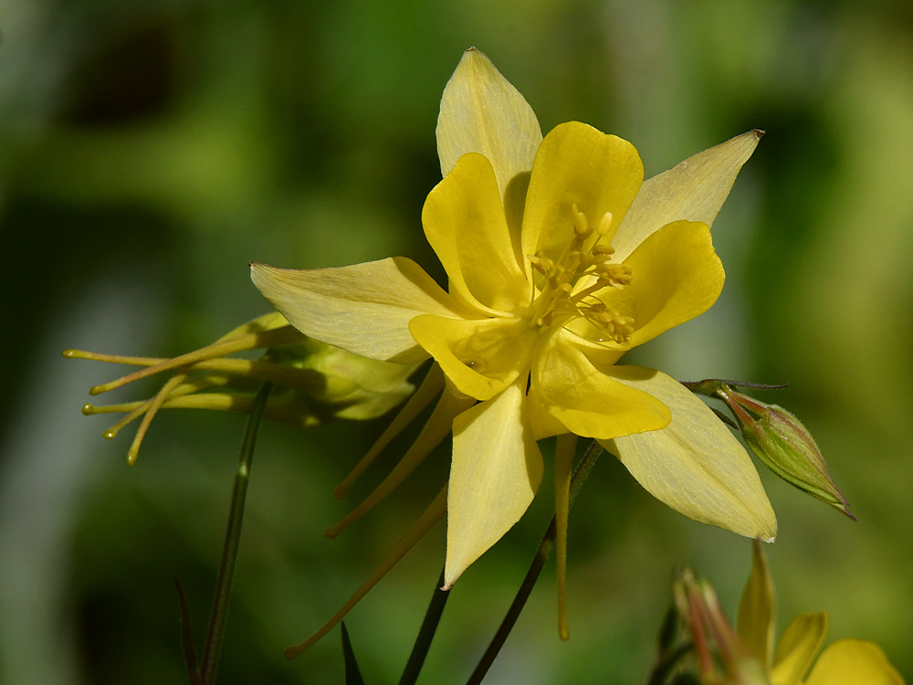 YellowFlower2.jpg