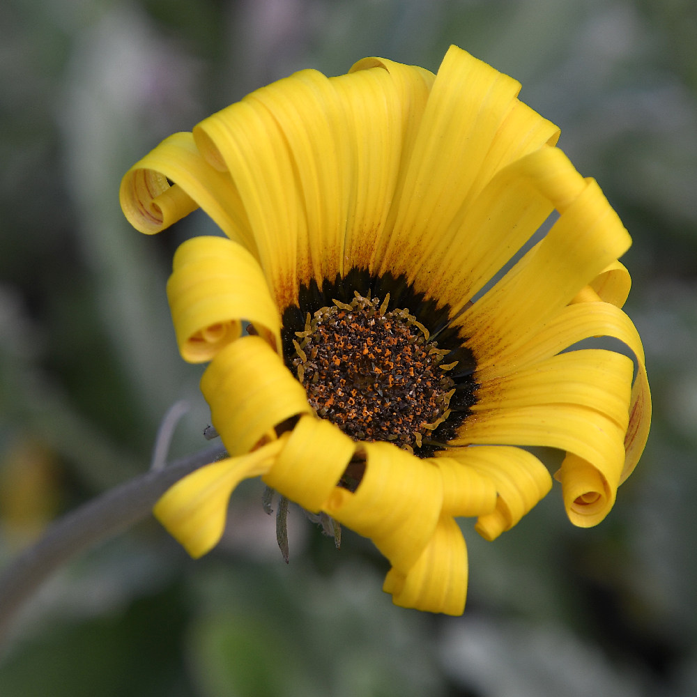 YellowFlower2.jpg