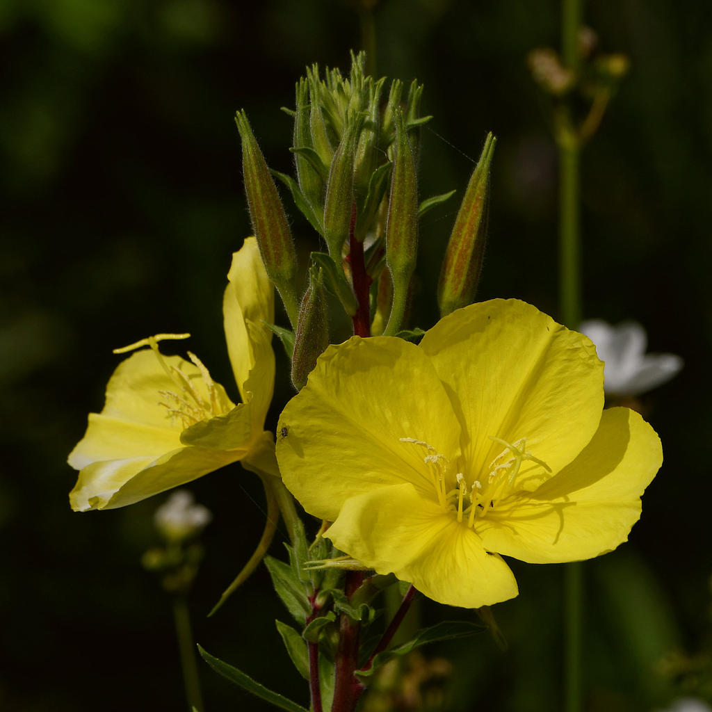 YellowFlower2.jpg