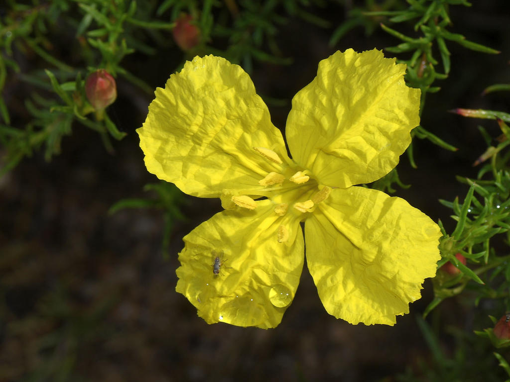 YellowFlower2.jpg