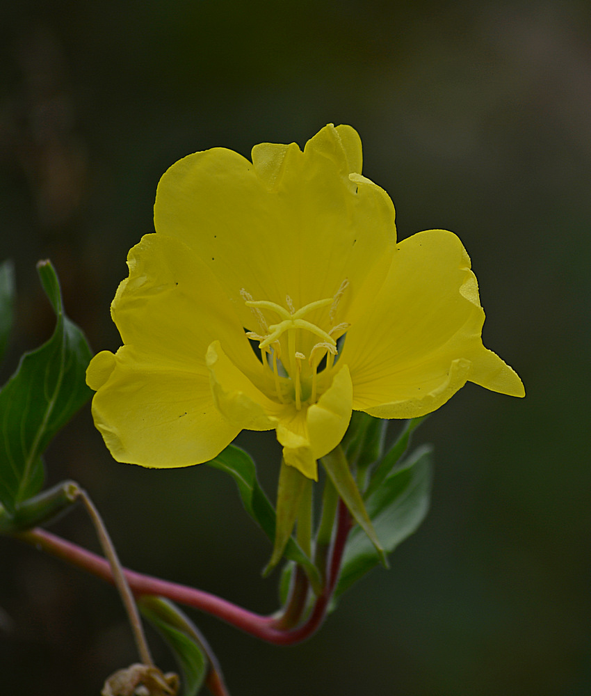 YellowFlower2.jpg