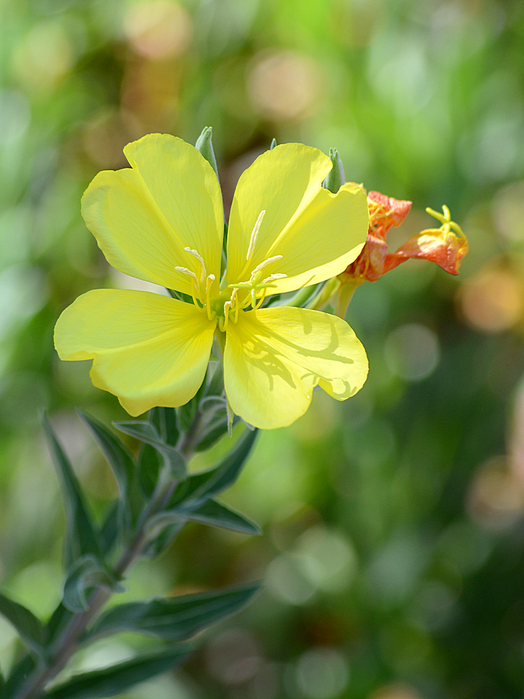 YellowFlower2.jpg