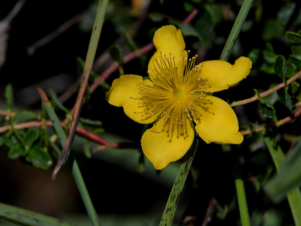 YellowFlower3.jpg