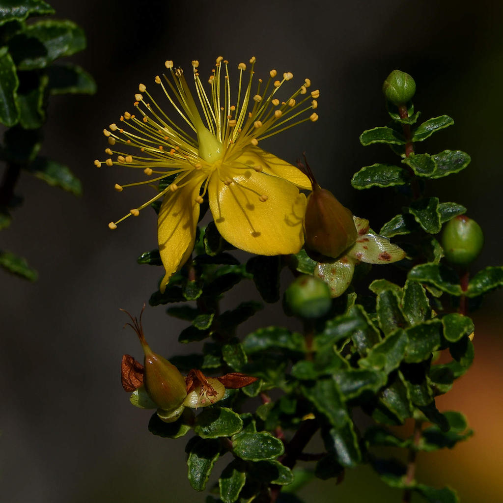 YellowFlower4.jpg