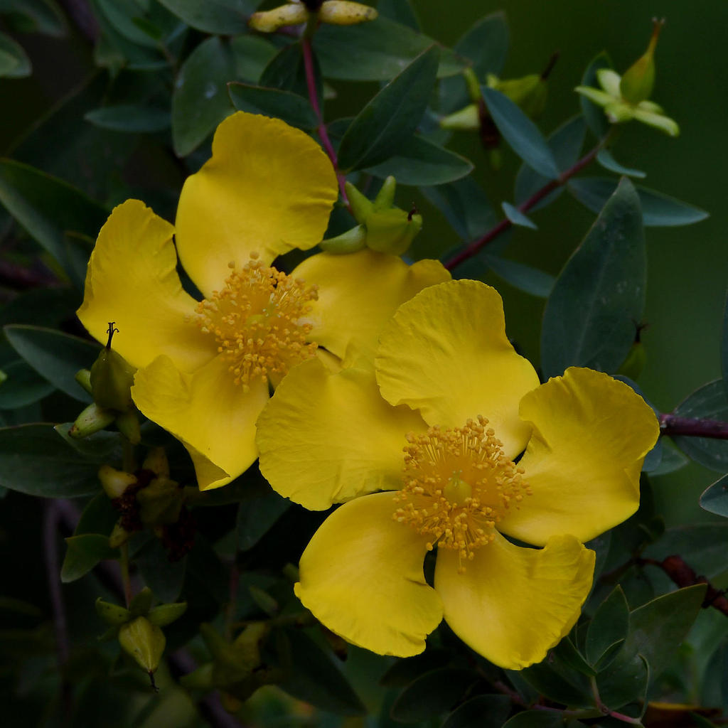 YellowFlower4.jpg