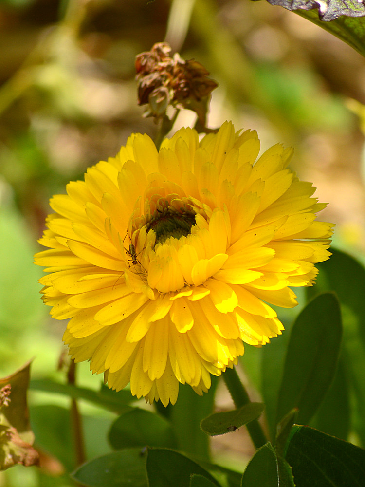 YellowFlowerBug.jpg