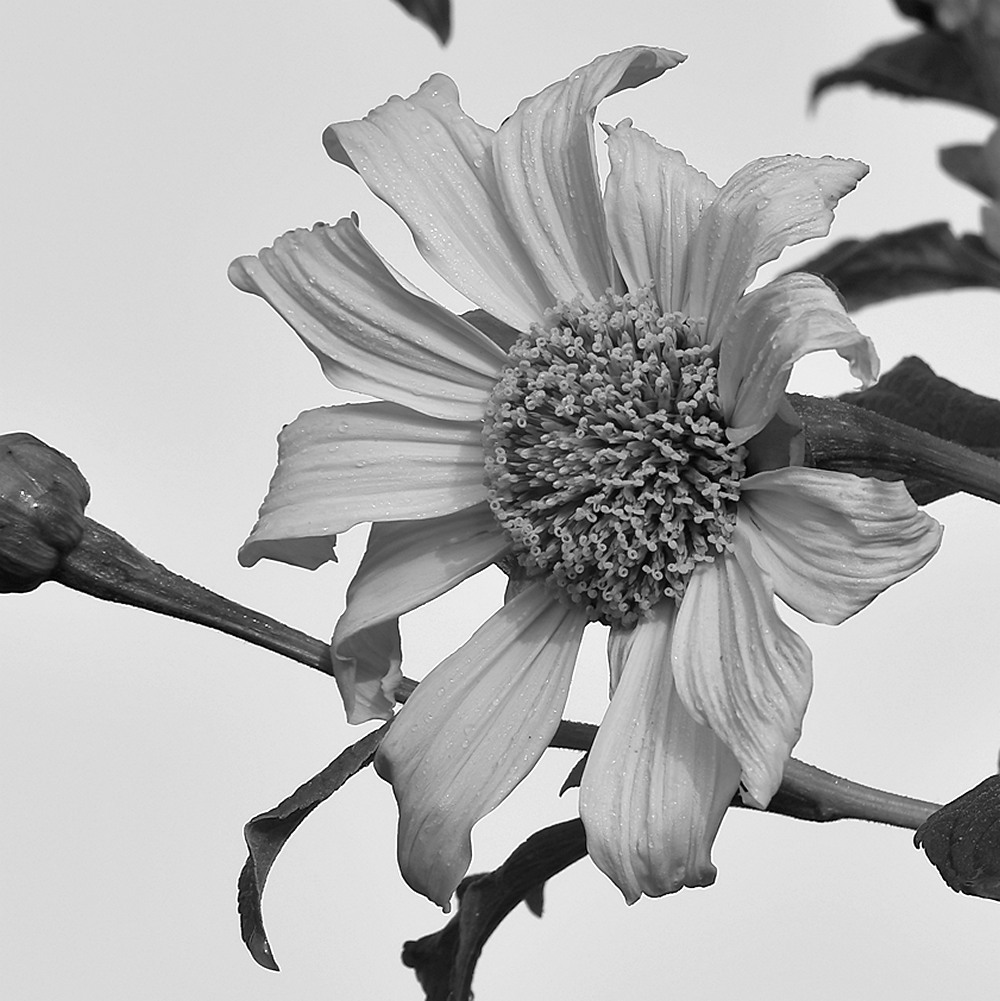 YellowFlowerBW.jpg