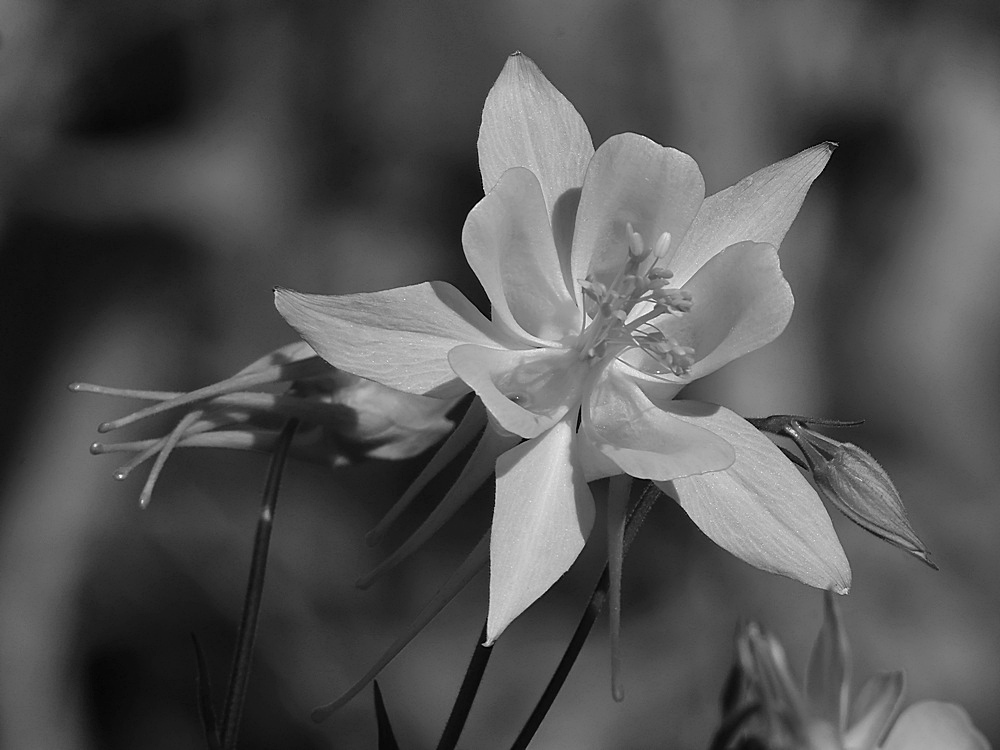 YellowFlowerBW.jpg