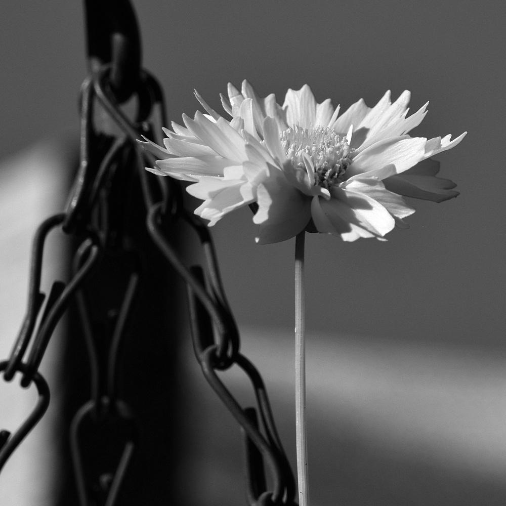 YellowFlowerBW.jpg