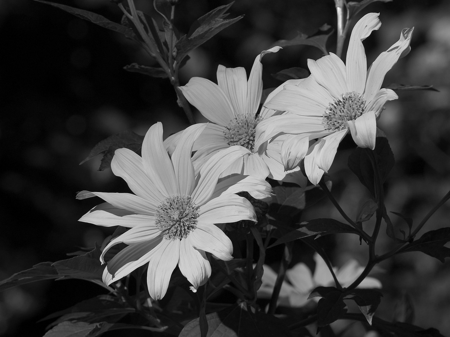 YellowFlowerBW.jpg