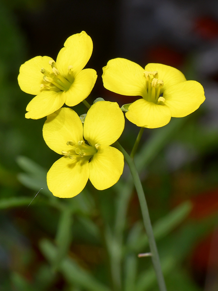YellowFlowers.jpg