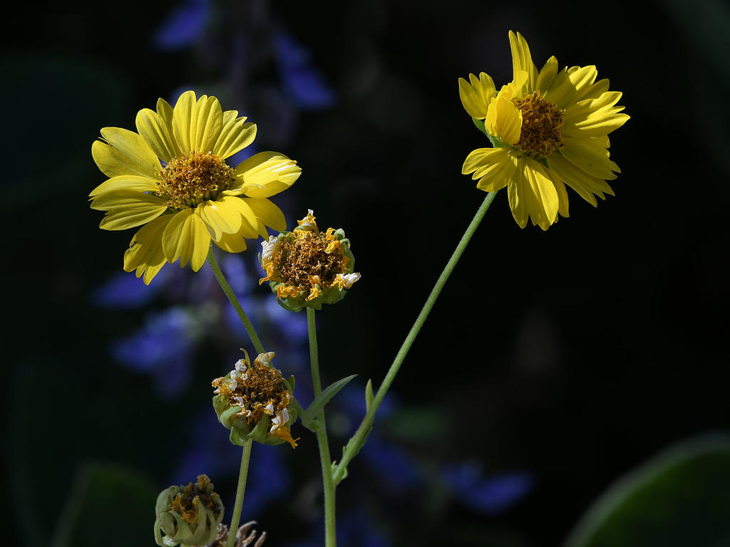 YellowFlowers.jpg