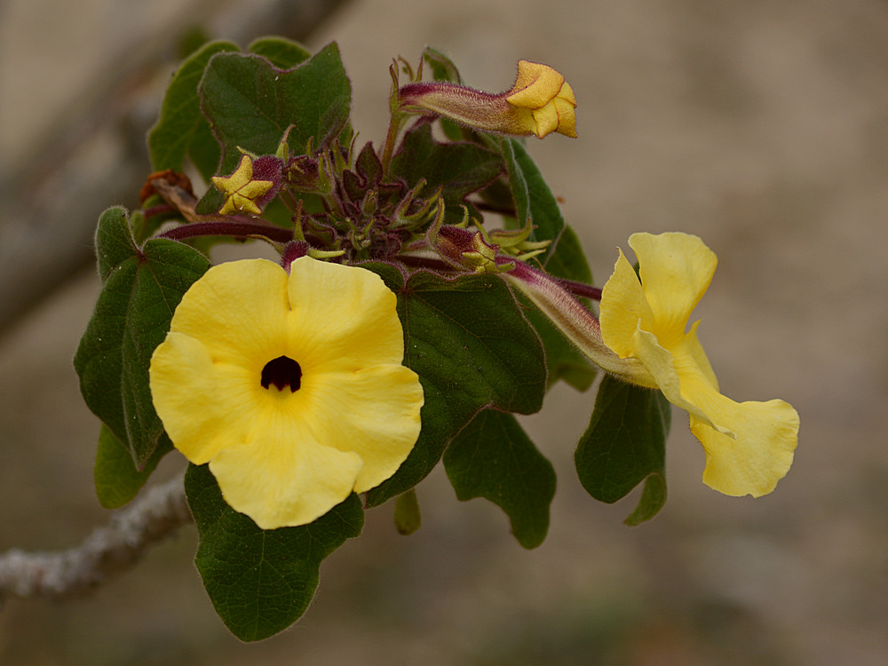 YellowFower.jpg