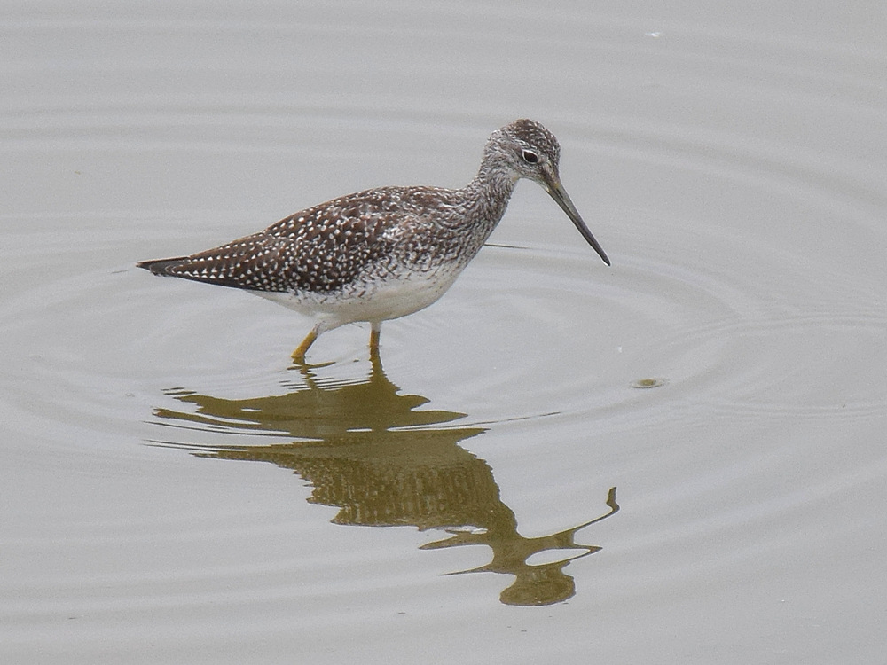 YellowLeg.jpg