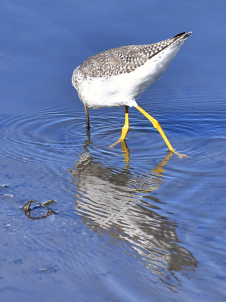 YellowLegs.jpg