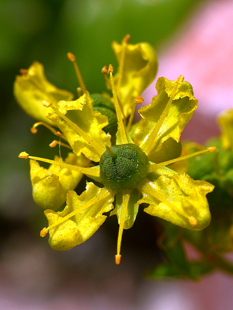 YellowMicroFlower.jpg