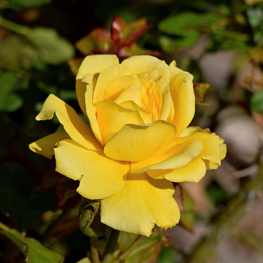 YellowRose.jpg