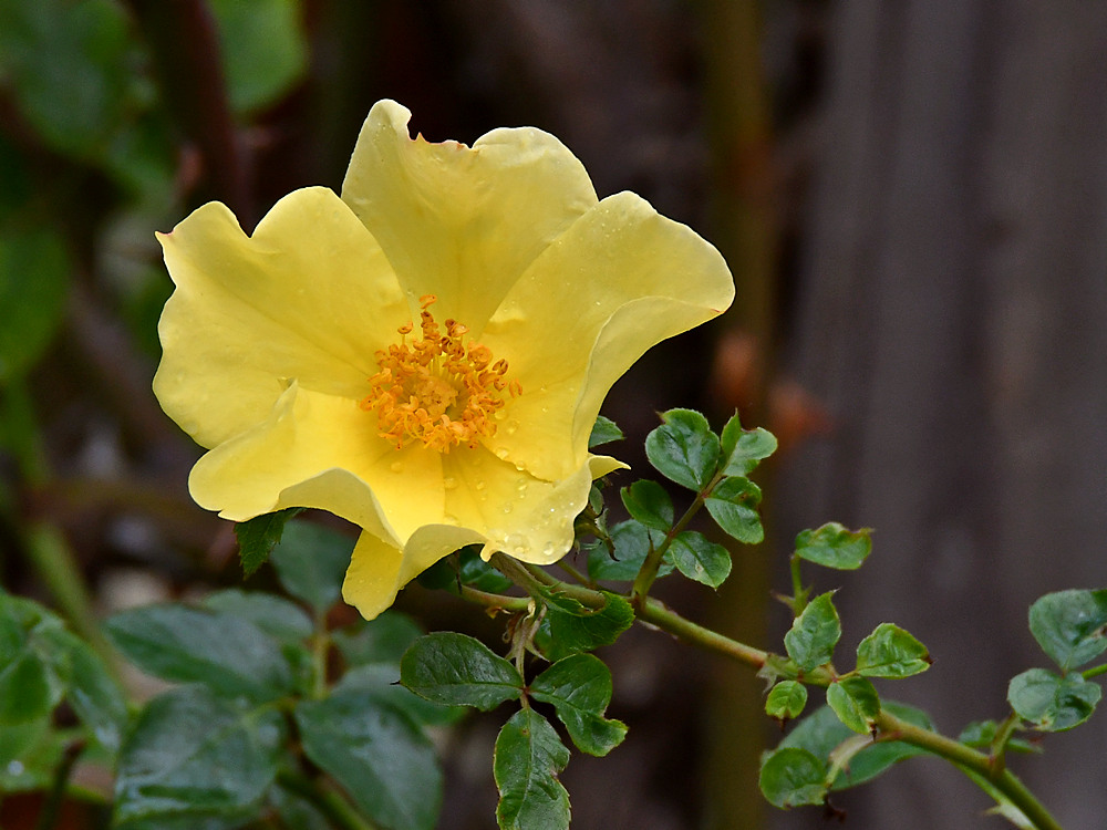 YellowRose.jpg