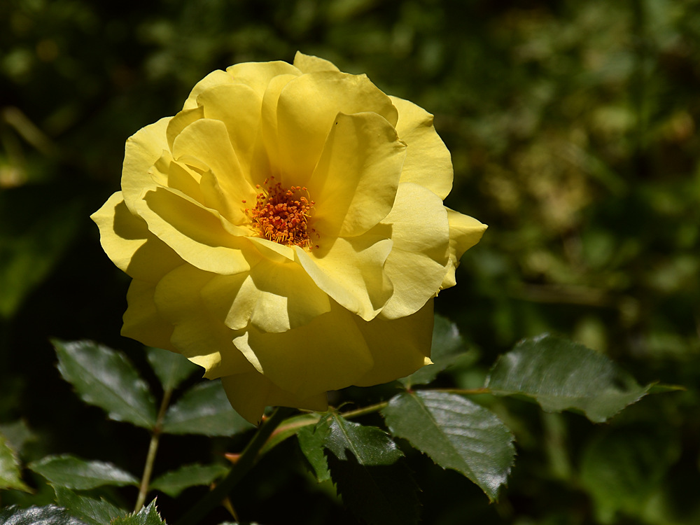 YellowRose.jpg